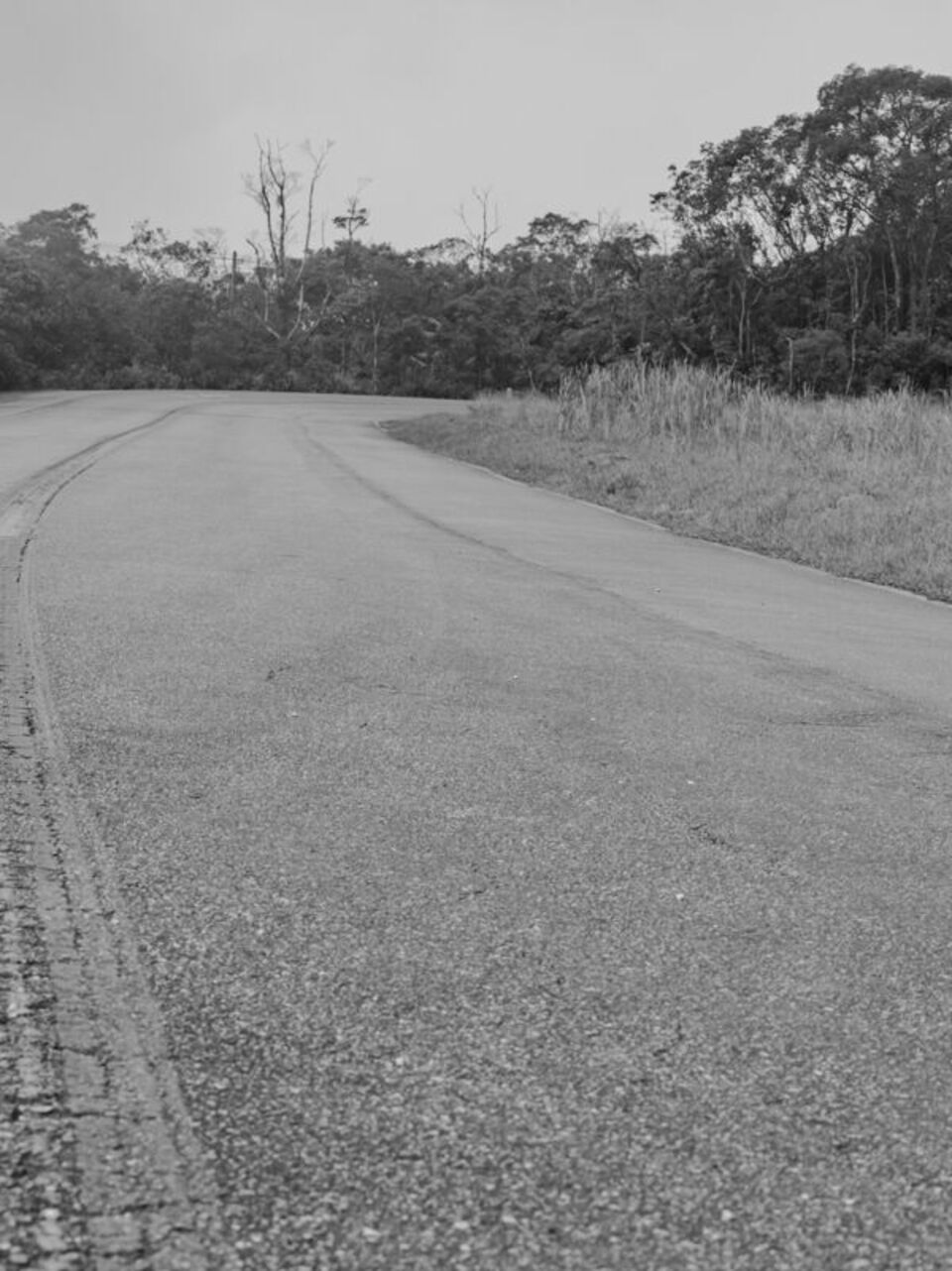 Estrada Velha de Santos — História, Mata Atlântica e Caminhos do Mar