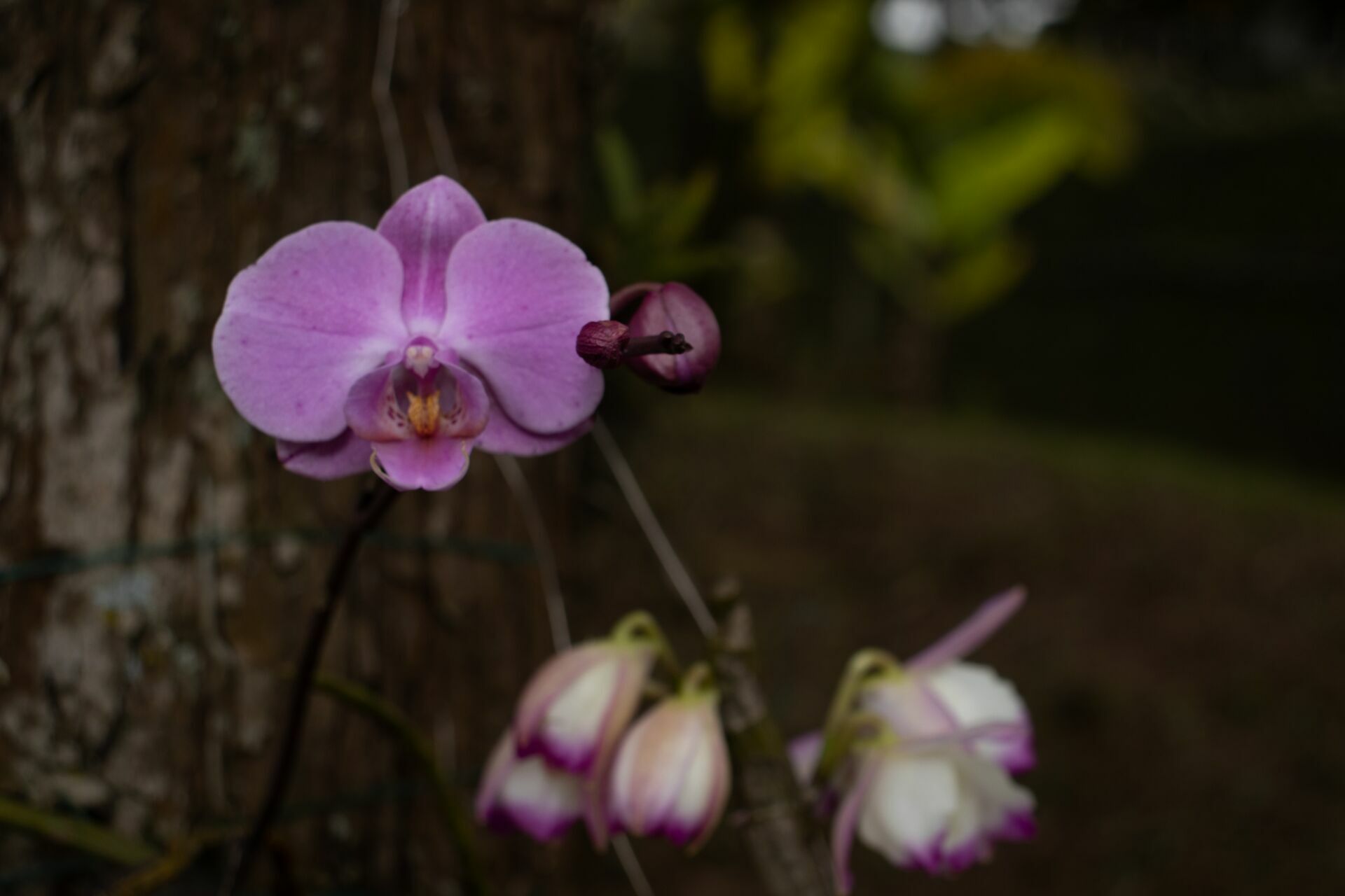 Foto Domine a Luz: Guia Prático de Iluminação Natural - Imagem 1