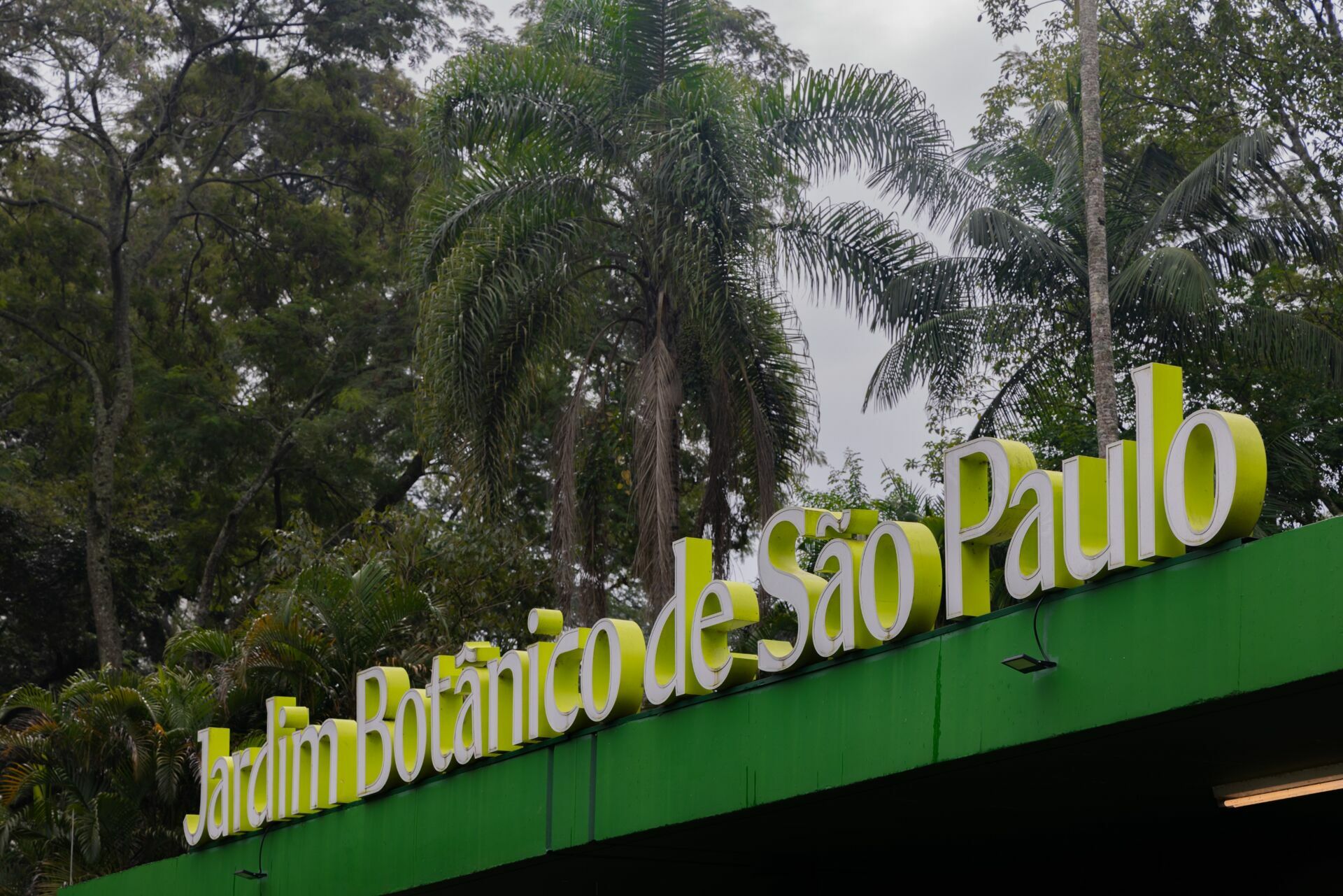 Foto Jardim Botânico de São Paulo: quando a cidade baixa o volume e a fotografia começa a escutar Foto Jardim Botânico de São Paulo: quando a cidade baixa o volume e a fotografia começa a escutar - Imagem 0