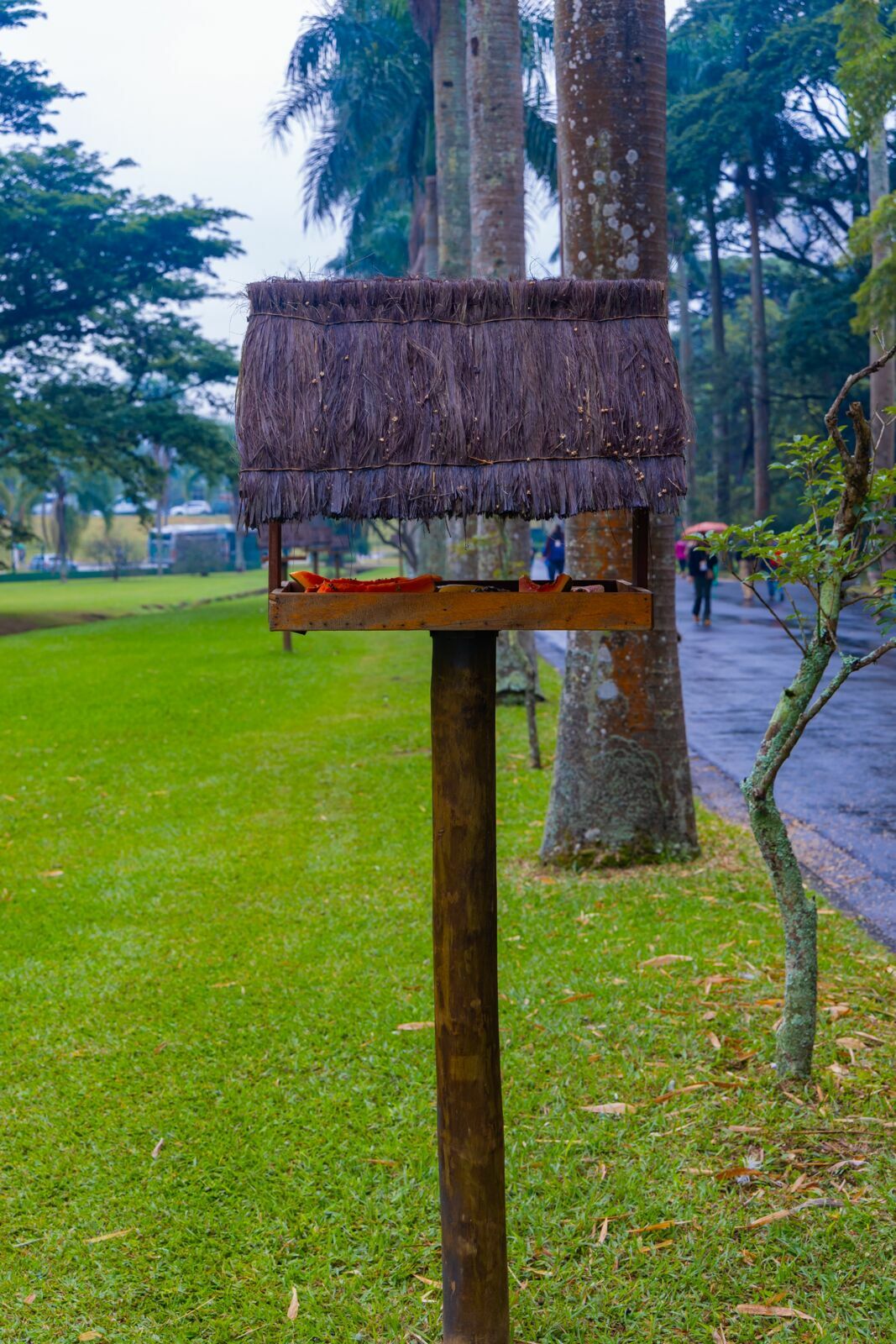 Foto Jardim Botânico de São Paulo: quando a cidade baixa o volume e a fotografia começa a escutar Foto Jardim Botânico de São Paulo: quando a cidade baixa o volume e a fotografia começa a escutar - Imagem 3
