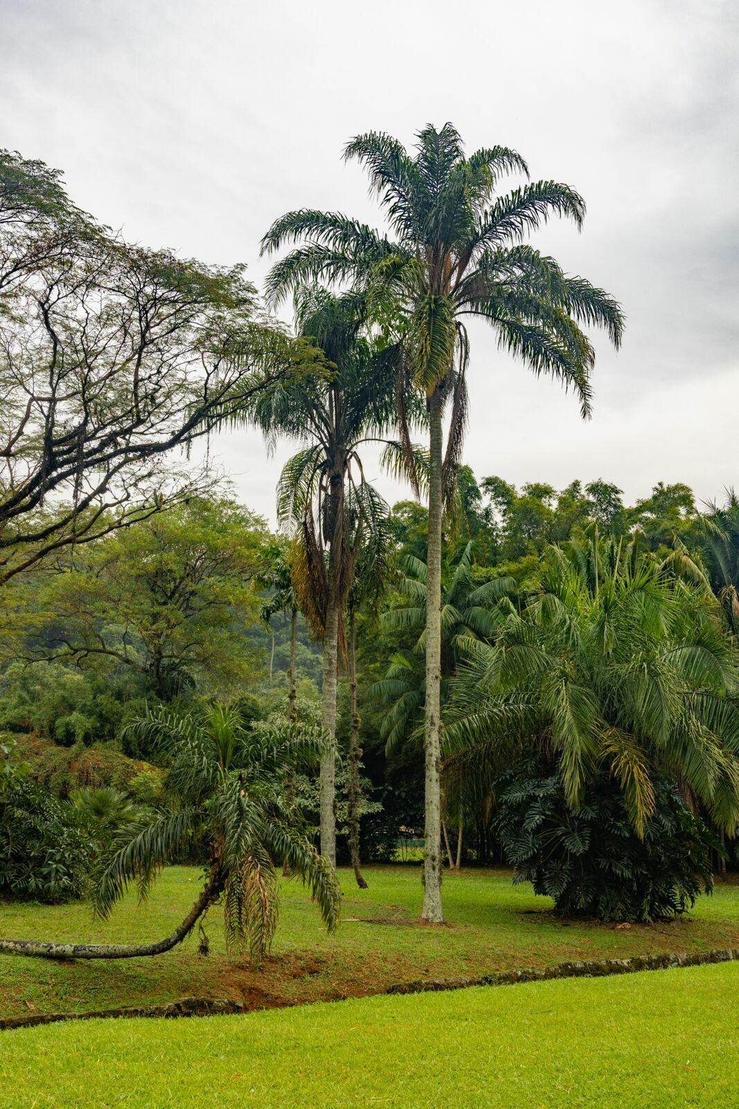 Foto Jardim Botânico de São Paulo: quando a cidade baixa o volume e a fotografia começa a escutar Foto Jardim Botânico de São Paulo: quando a cidade baixa o volume e a fotografia começa a escutar - Imagem 4